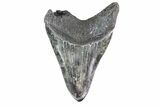 Fossil Megalodon Tooth (Polished Tip) - Georgia #151550-1
